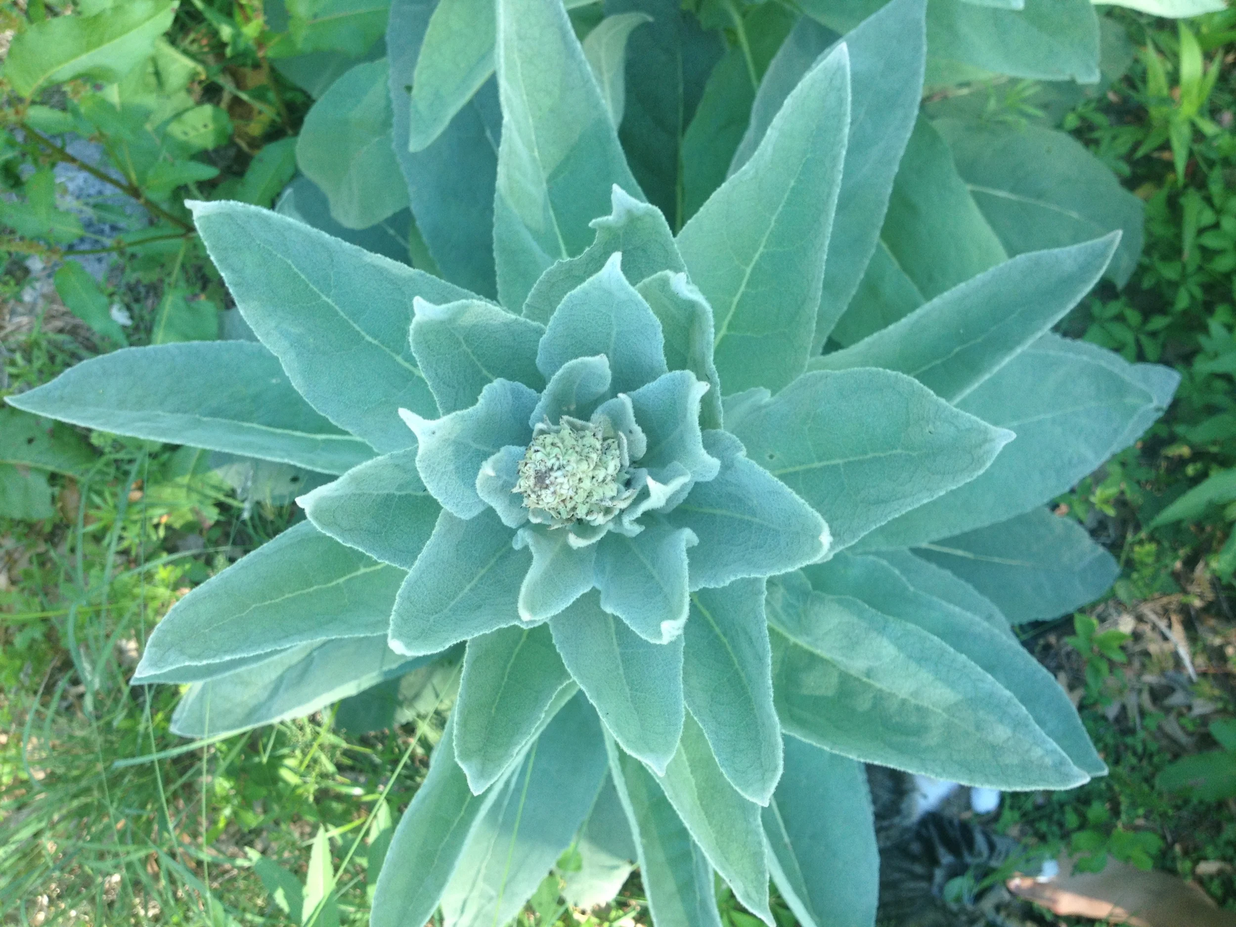 Verbascum thapsus , originally from Europe, north Africa, and parts of Asia (and now prolific in my yard)