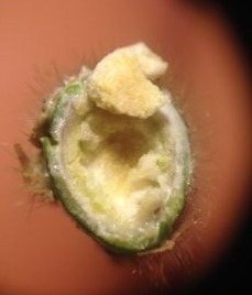 Staghorn sumac pith small image.jpg