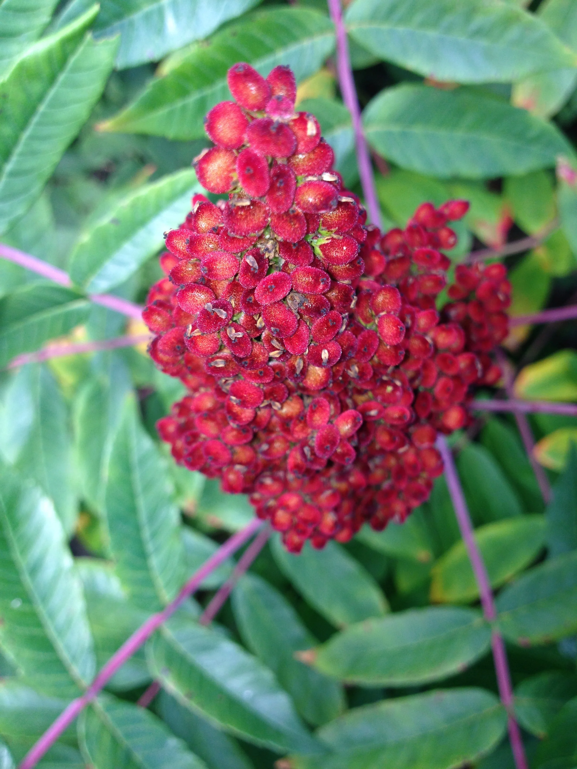 Rhus glabra, smooth sumac. While in the same family, the shrubby sumacs are very different to the potentially dermatitis inducing Toxicodendron vernix, or Poison Sumac.