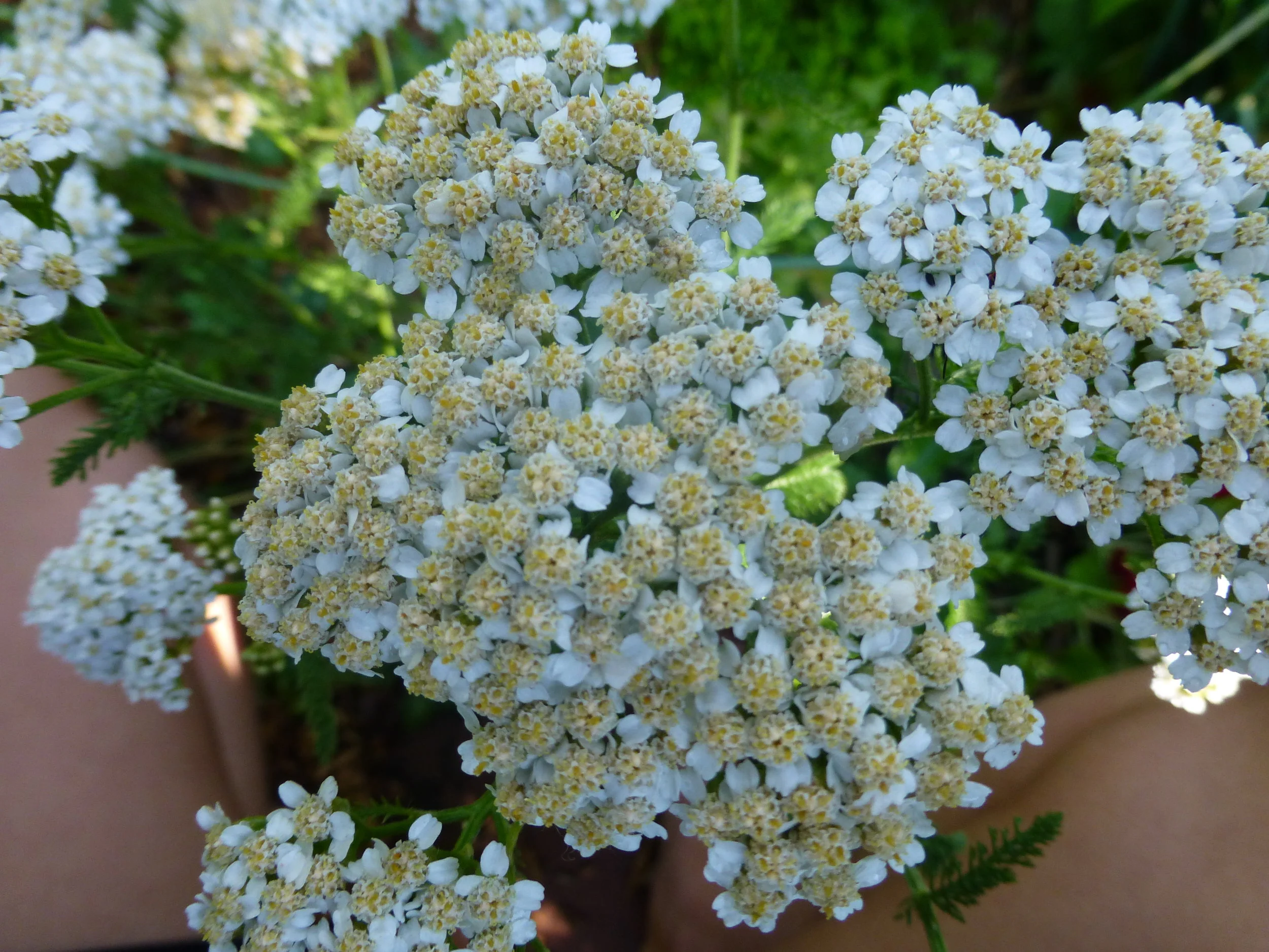 This is one that grows just about everywhere, from plains to way, way up there in the alpine zone (though perhaps a bit more hesitantly than it does in the lowlands). It likes a good bit of sun, but I've seen it growing happily in the dappled shade of a Ponderosa Pine forest. Contrary to what its lush, fern-like foliage might imply, it also prefers more nutrient poor and rather cruddy soil (cruddy being the technical soil science term for the stuff that many other plants prefer not to grow in). 