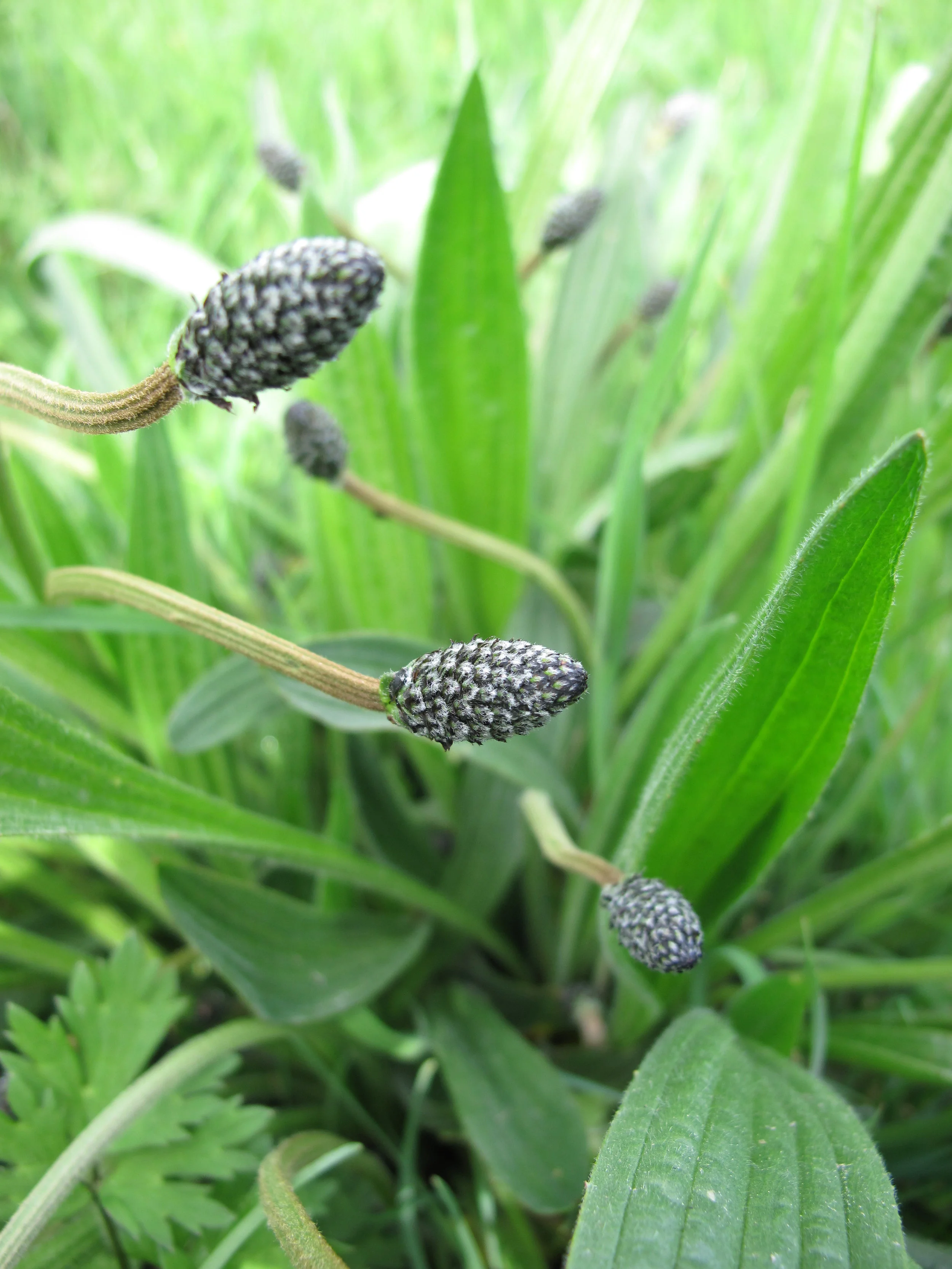 There are a number of species in the US, many of which can be used in about the same way. Two of the most prevalent species are narrow leaf plantain ( Plantago lanceolata ), pictured above, and broad leaf plantain ( Plantago major ).