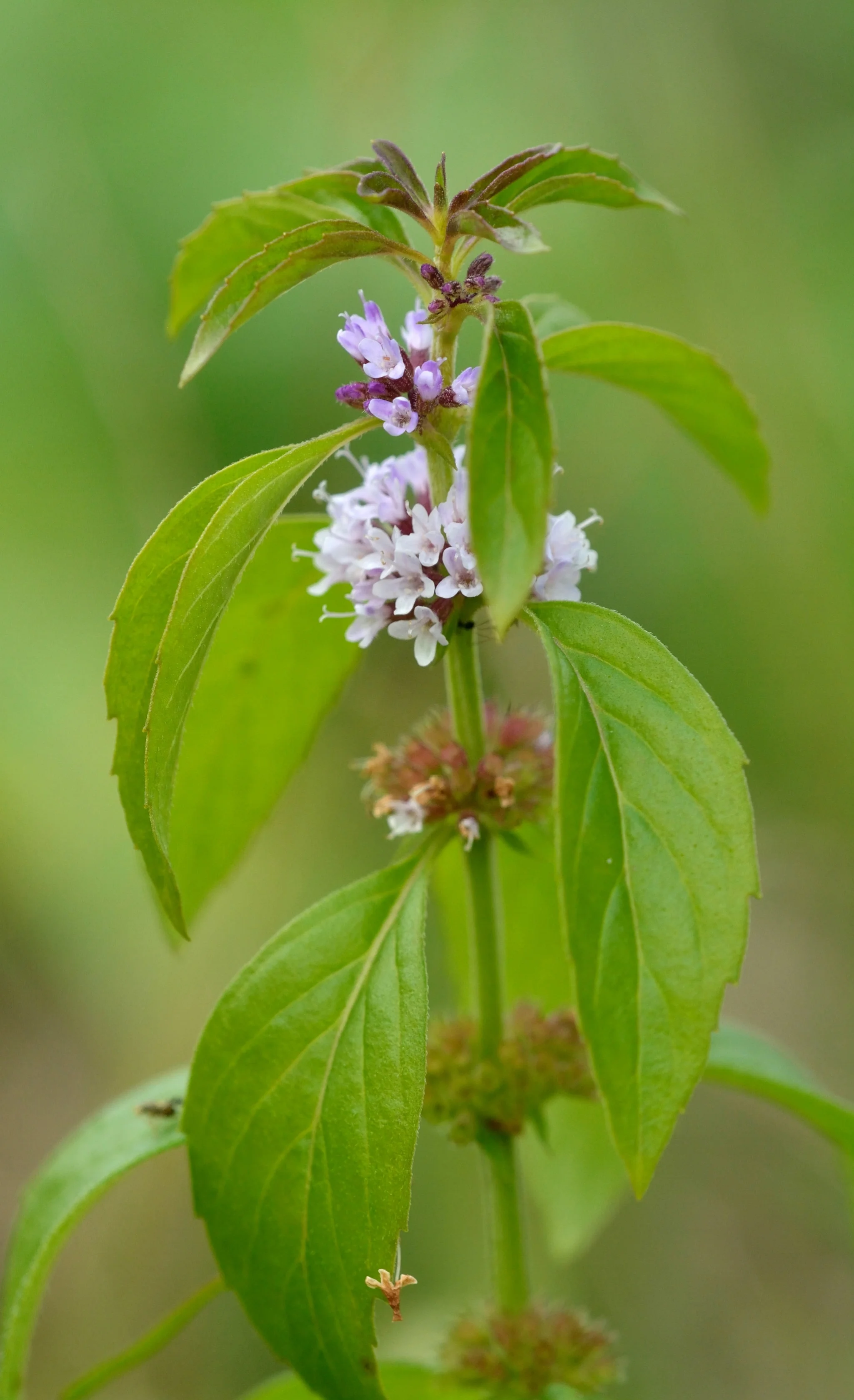 Mentha arvensis, Field or Poleo mint. Look for this one near stream sides and wetter areas (probably mingled in with the plantain). For more on how to identify and use mints, check out these articles, Meet the Mints and Medicinal Mints .