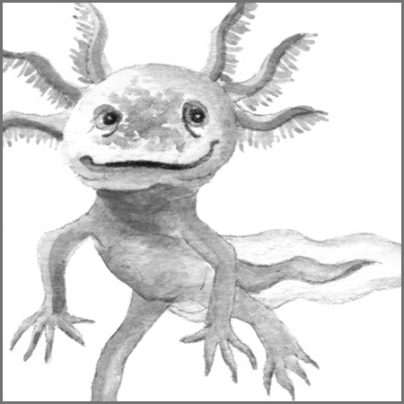 Little Animal Icons_Axolotl.jpg