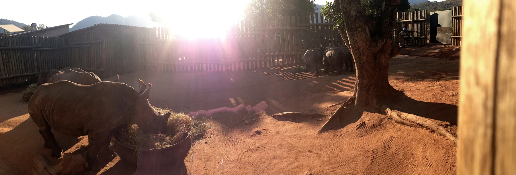 Lofo boma (ie. livestock enclosure)