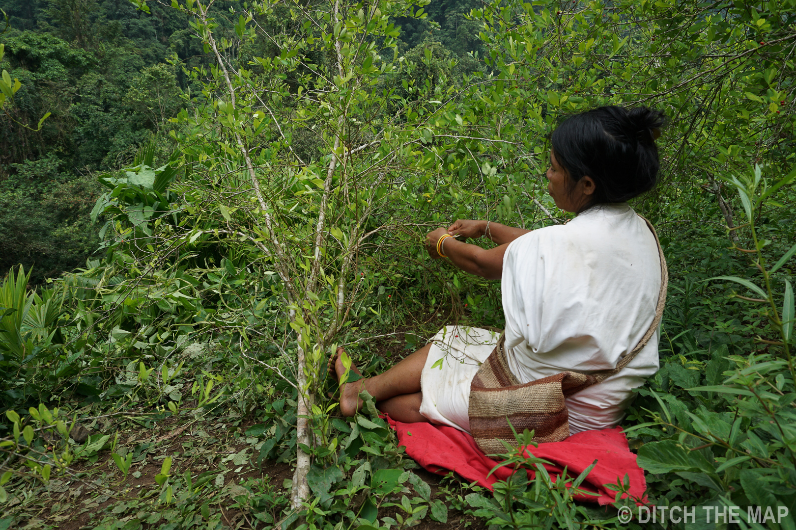 A Female Wiwa indian picks coca leaves