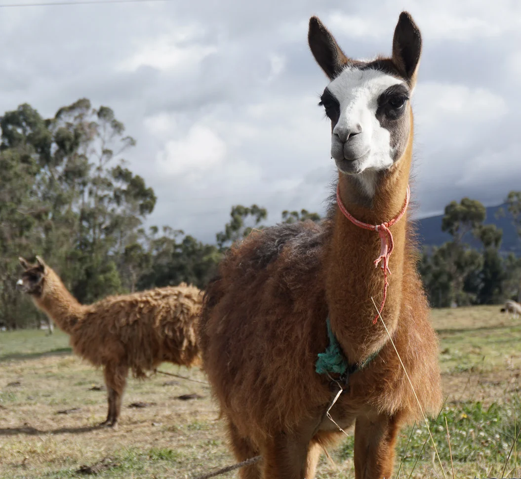 Cotopaxi, Ecuador