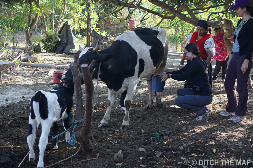 Sylvie Does Not Enjoy Milking the Cow at the Homestay in Ecuador