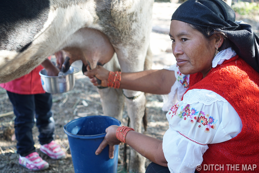 Learning How to Milk a Cow at the Homestay in Ecuador