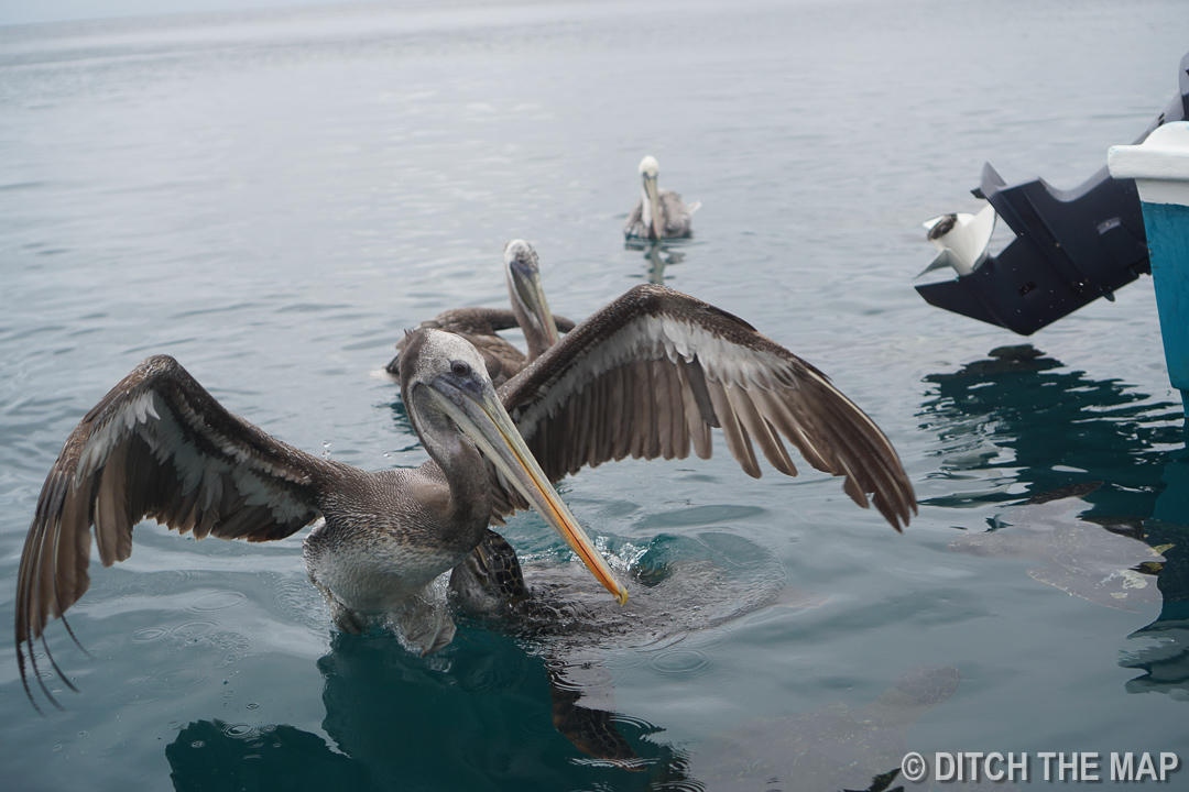 Pelicans near Isla de la Plata 42km off the shore of Puerto Lopez, Ecuador