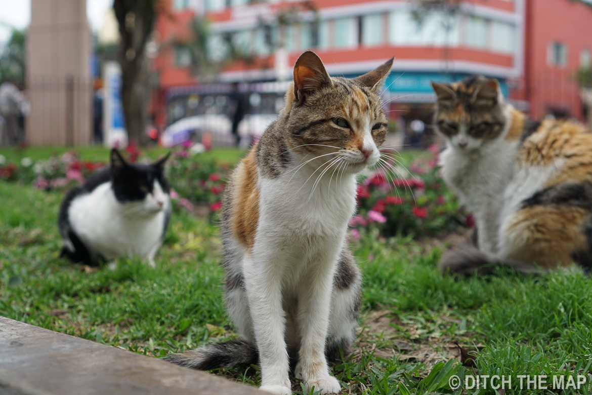 At Parque Central in Mira Flores, Lima, Peru