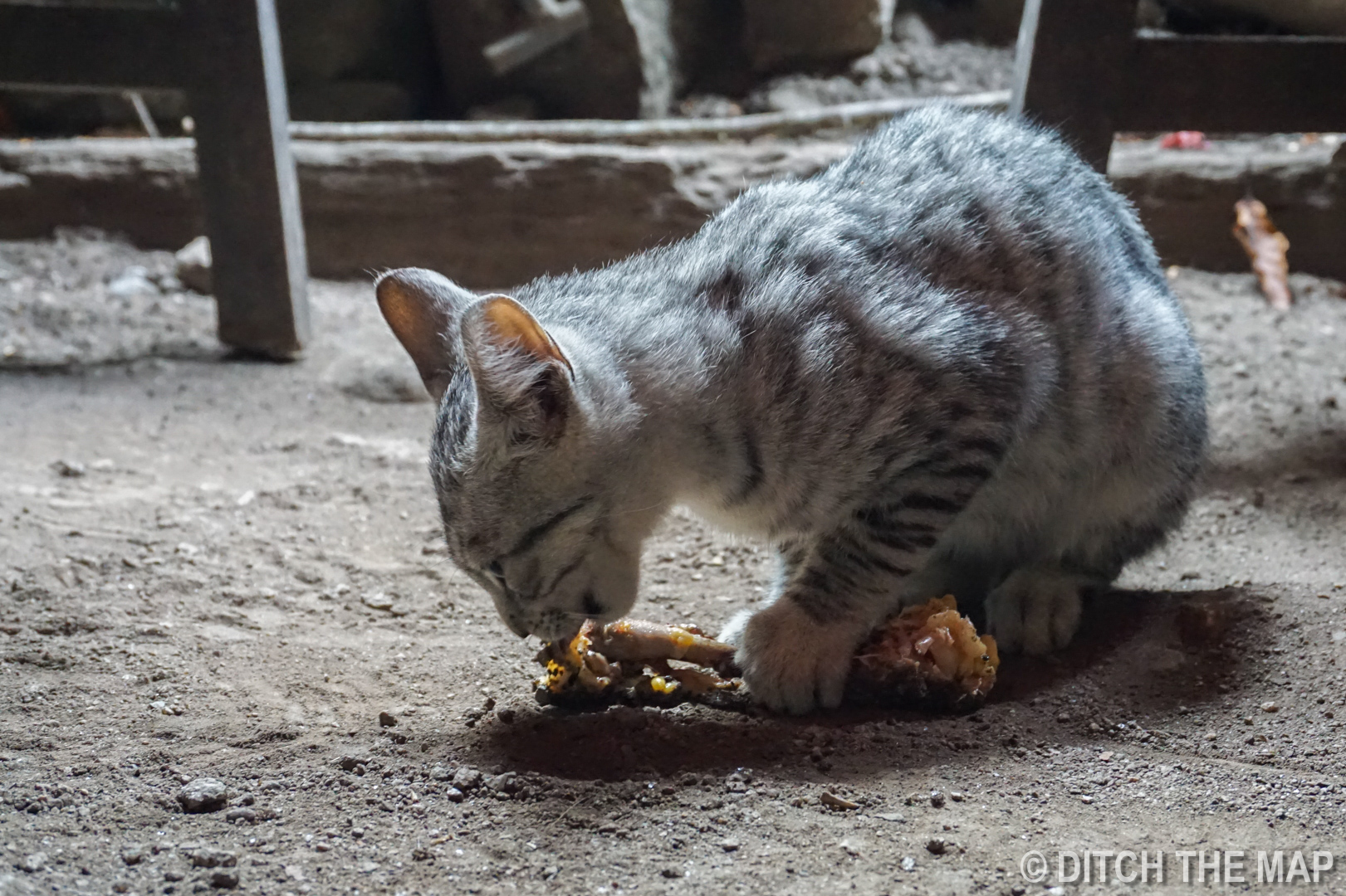 Adorable kitten steals our chicken bone while eating at hydroelectrica
