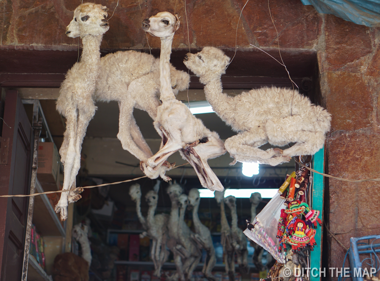 LLAMA FETUSES in LA PAZ, BOLIVIA