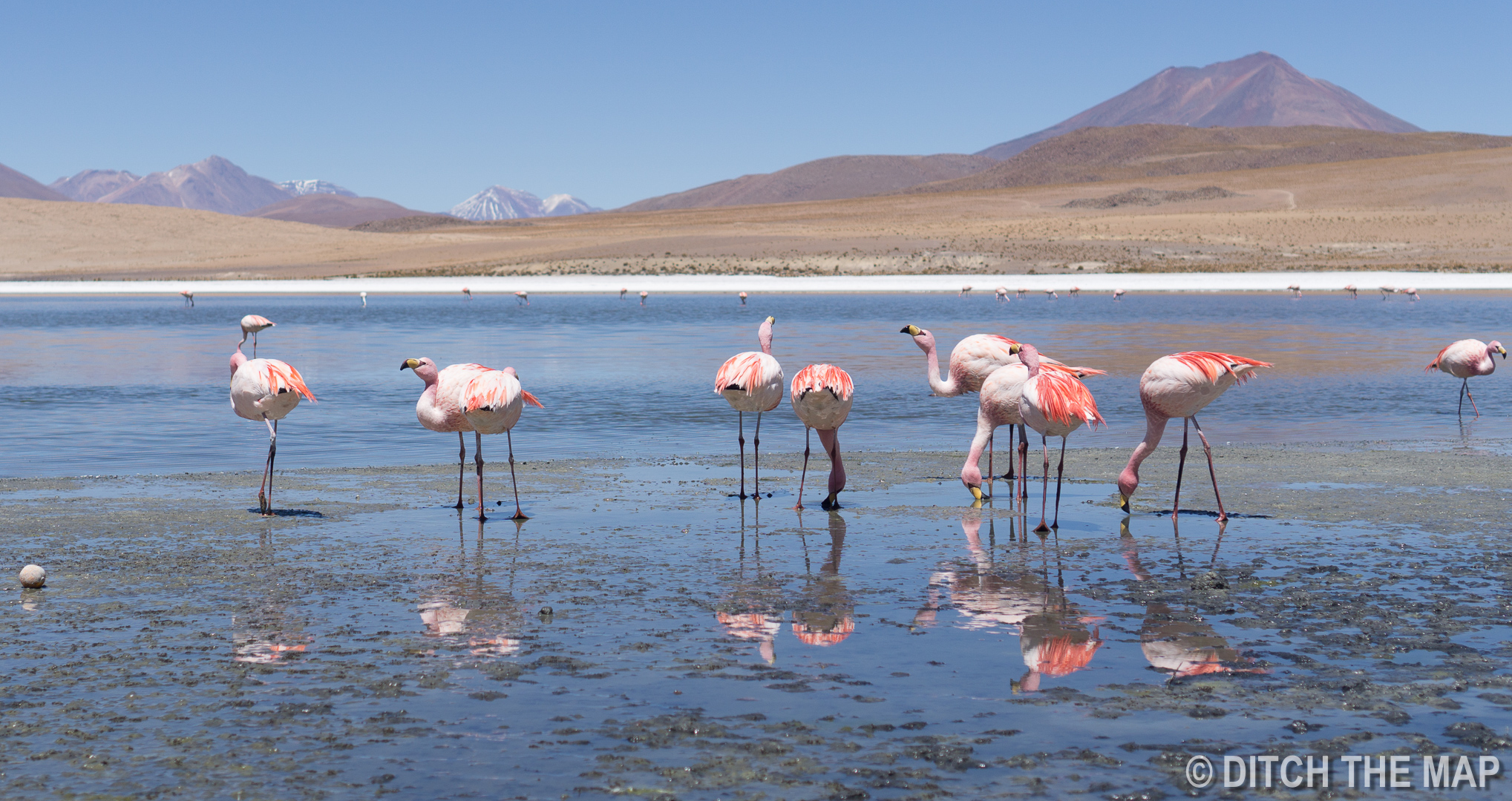 One of the many lagoons we visited with flamingos in Salar de Uyuni, Bolivia