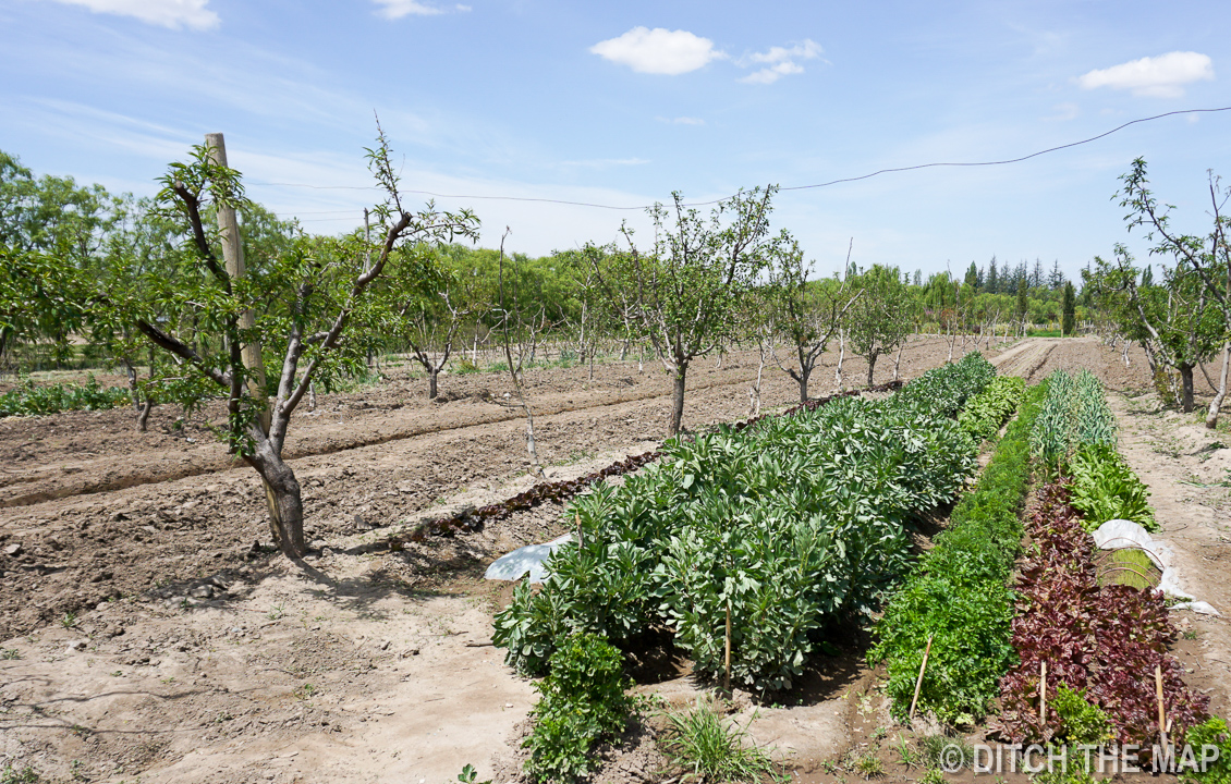 A portion of our farm in Tupungato, Argentina
