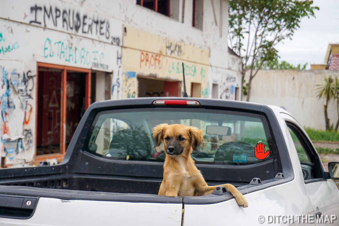 Willow follows us all the way into town in Tupungato, Argentina