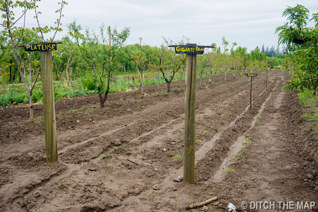 The trenches were dug and seeds planted in our farm in Tupungato, Argentina