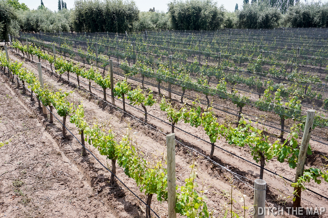 Visiting Tempus Winery in Maipu, Argentina