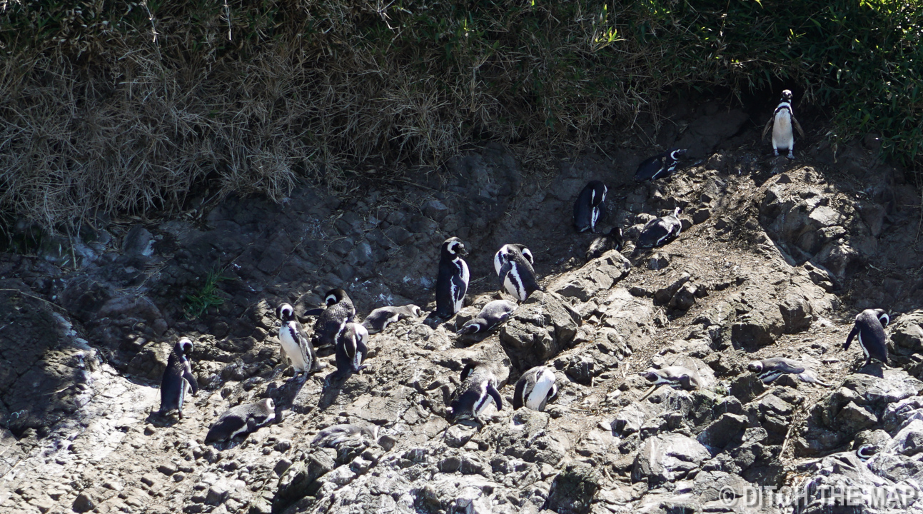Watching both Magellan and Humboldt penguins nest off the coast of Chiloe, Chile