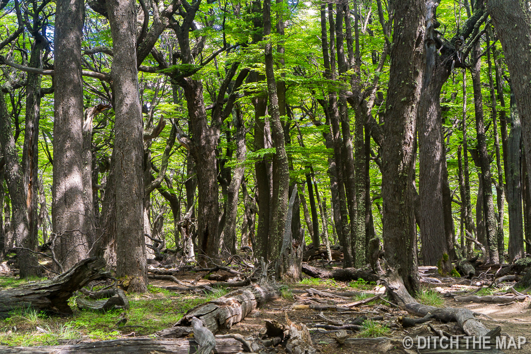 A forest we traverse at the base of Mt. Fitz Roy in El Chalten, Argentina