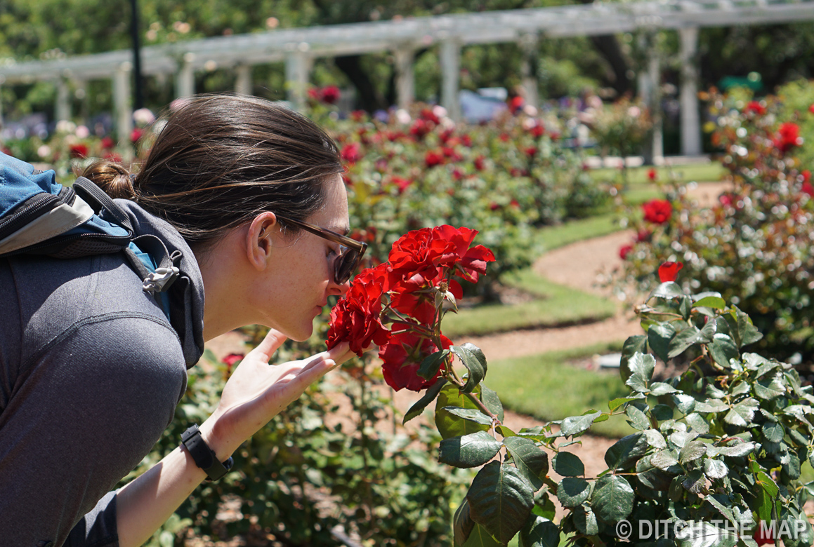 Rose Garden in Buenos Aires, Argentina
