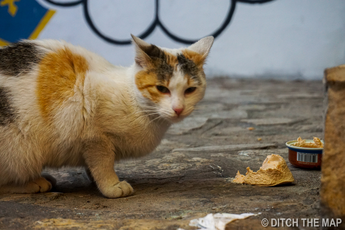 Our new friend in Old Town Mostar, Bosnia