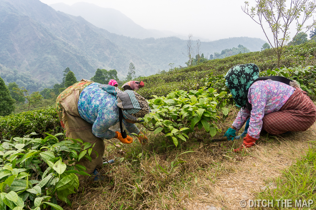 Kurseong (Darjeeling), India