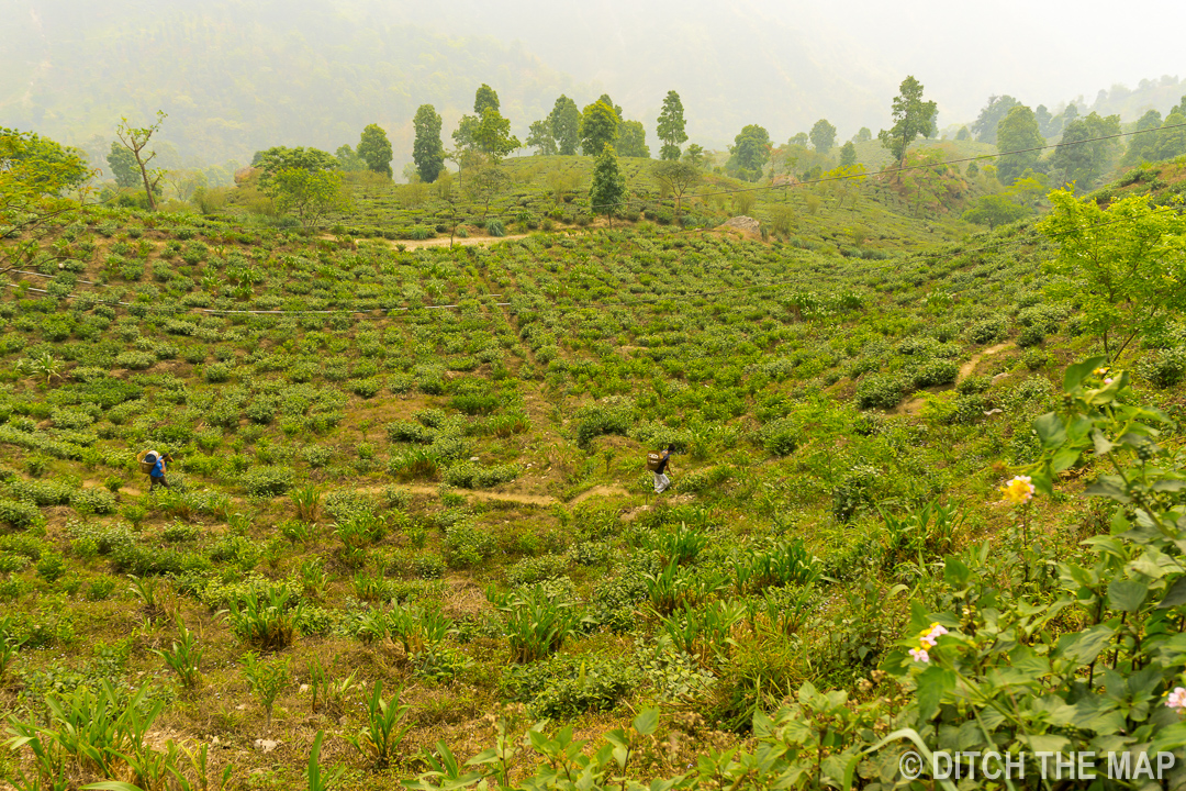 Kurseong (Darjeeling), India