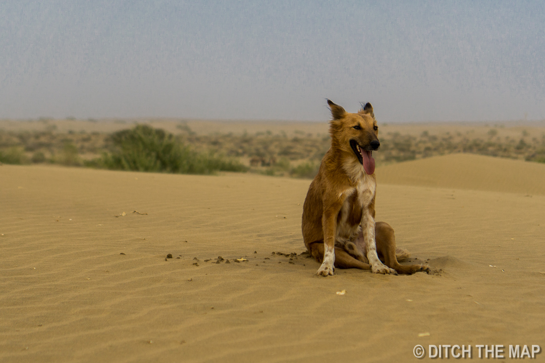 Thar Desert, Jaisalmer, India