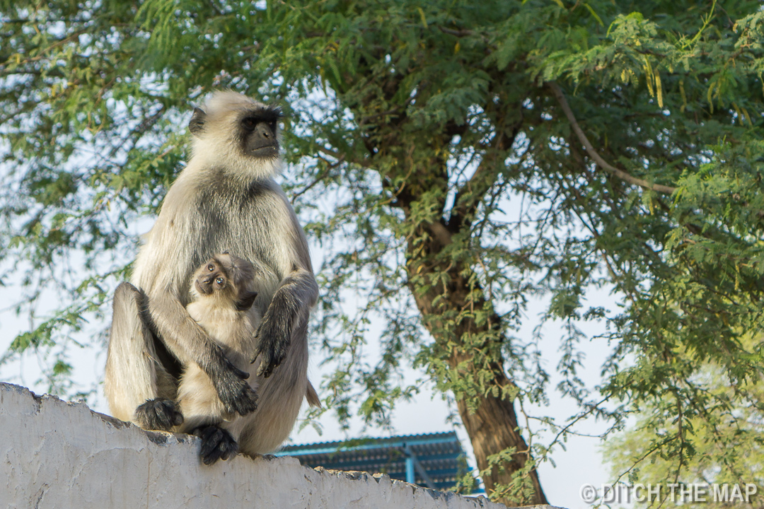 Pushkar, India