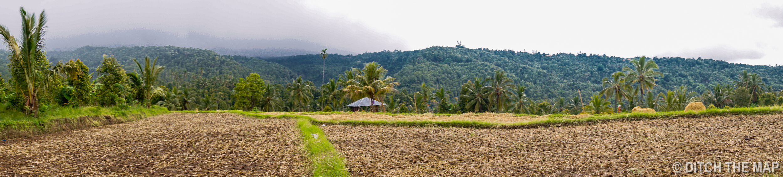 Rice Fields in Munduk, Bali
