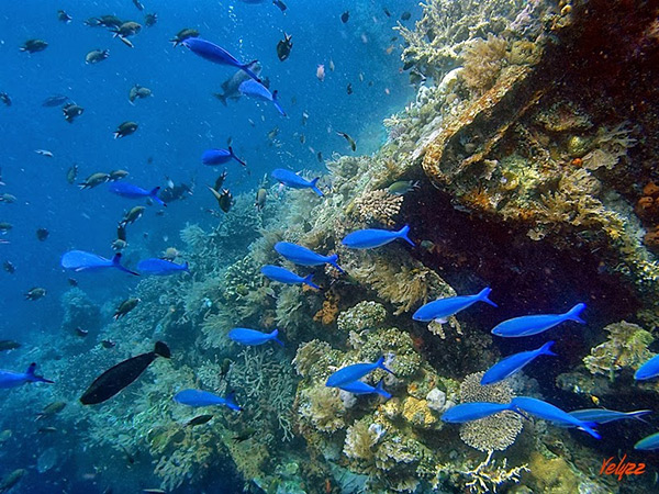Fish Swimming Near the Liberty Wreck in Bali