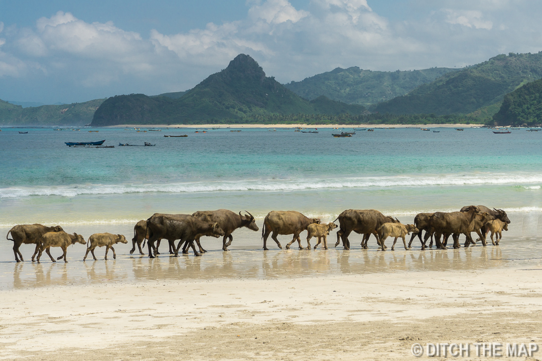 Water Buffalo on Selong Belanak Beach in Lombok, Indonesia