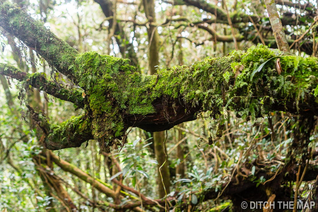 Cameron Highlands, Malaysia