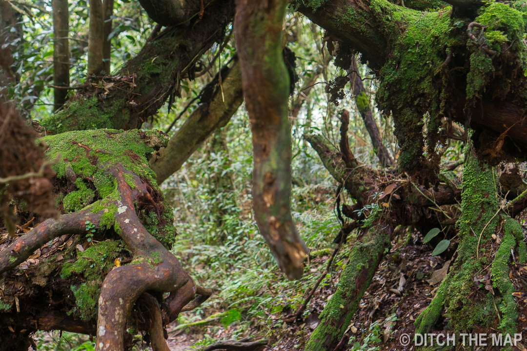 Cameron Highlands, Malaysia