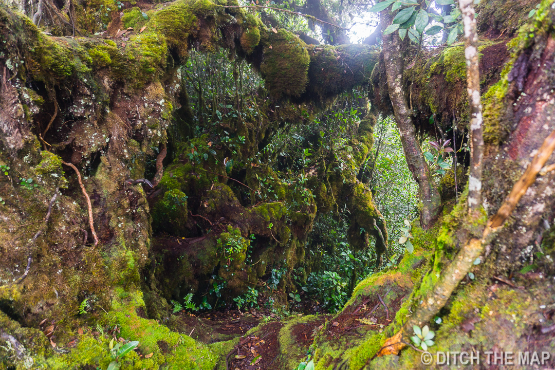 Hiking in the mossy forest in the Cameron Highlands, Malaysia