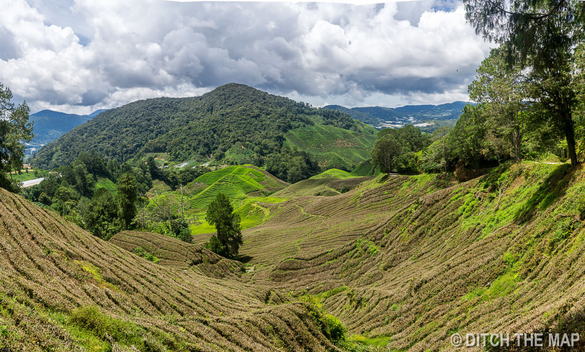 Tea Plantation in the Cameron Highlands, Malaysia