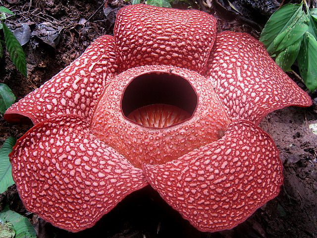 Rafflesia Flower