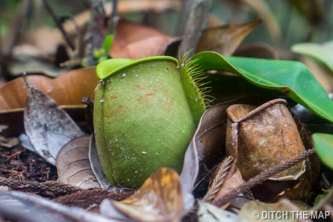 8 Days in Sarawak, Borneo, Malaysia - Travel Blog and World Class