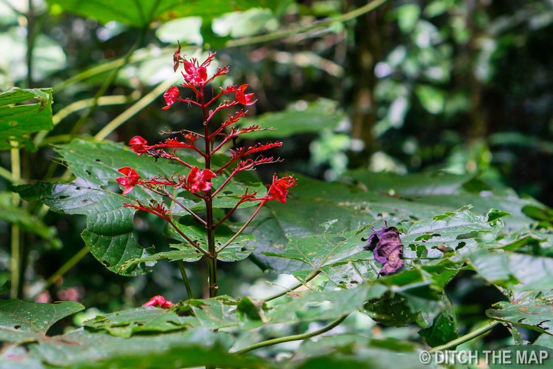 Mulu (Sarawak), Borneo