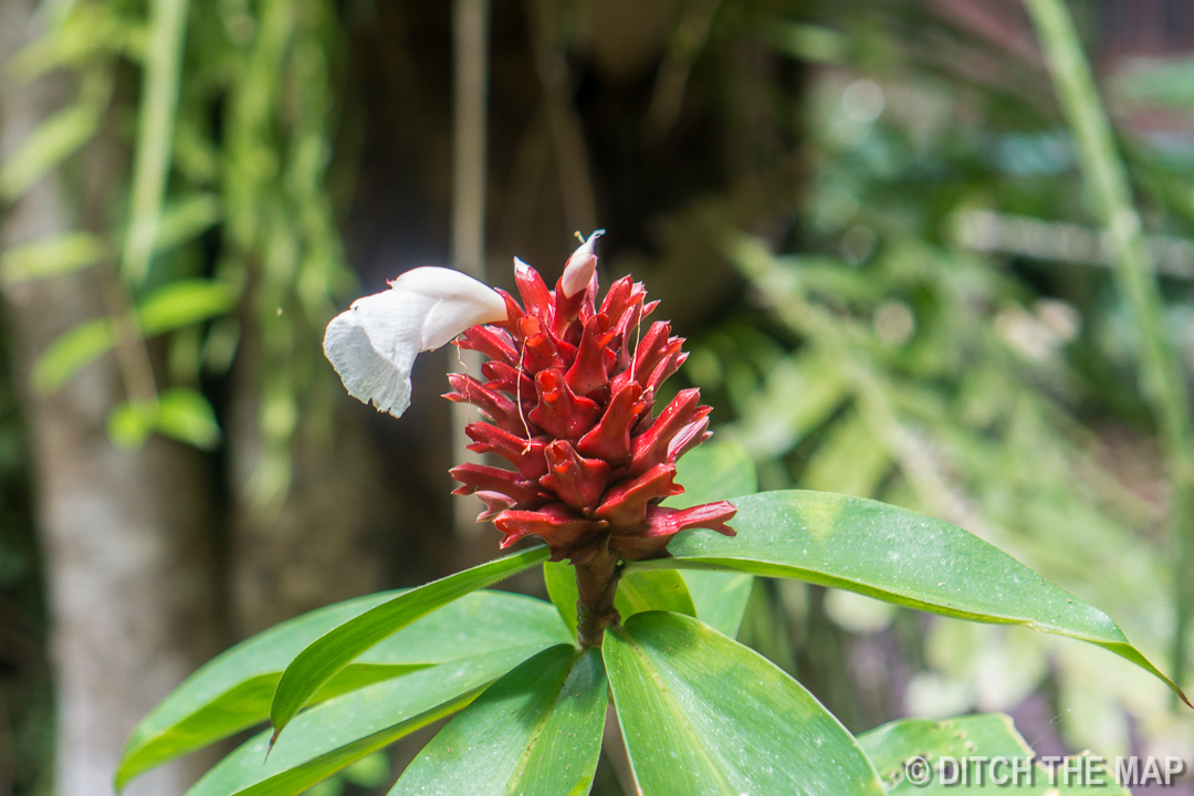Mulu (Sarawak), Borneo