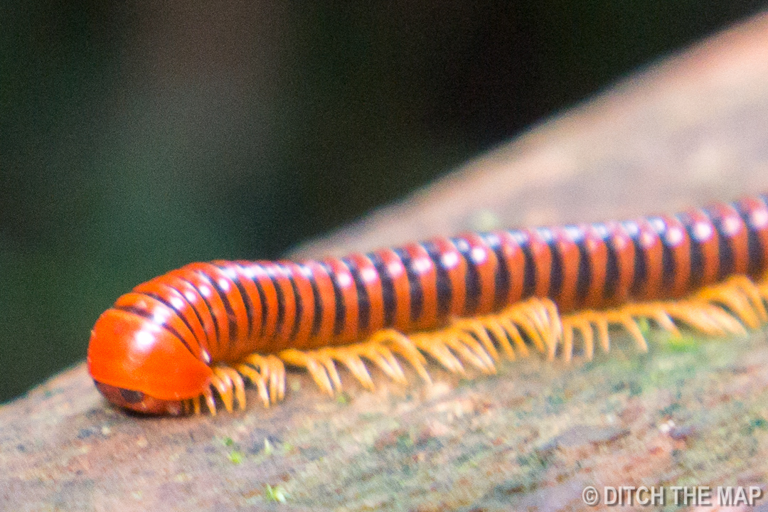 Mulu (Sarawak), Borneo