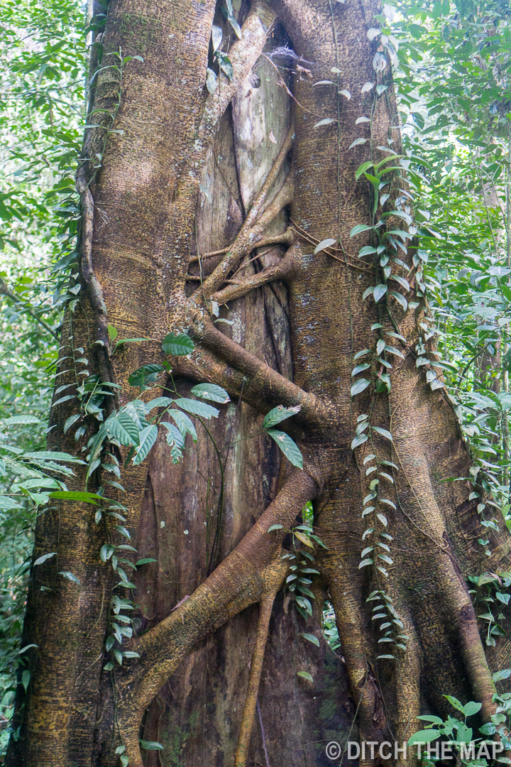 Mulu (Sarawak), Borneo