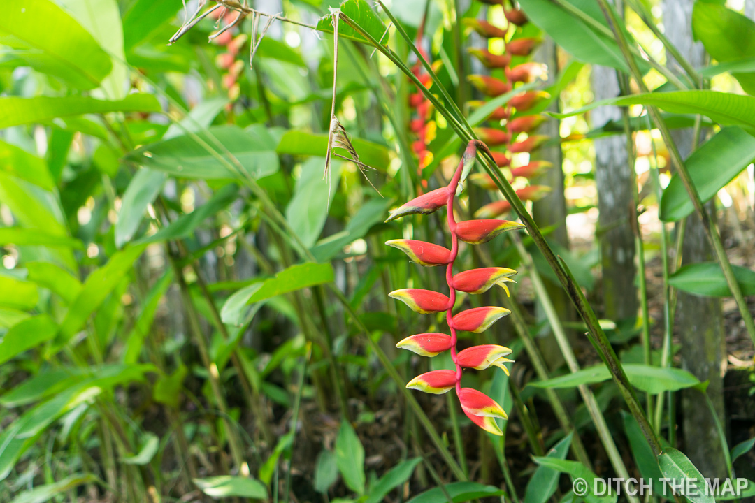 Birds of Paradise Flowers in Borneo, Malaysia