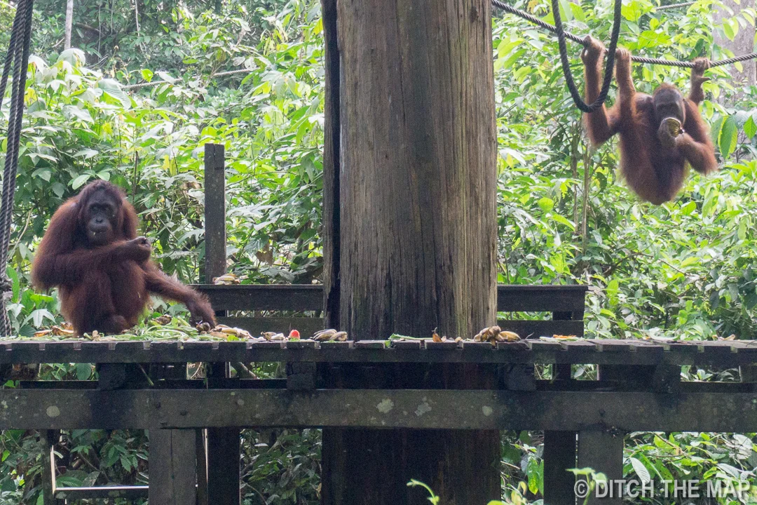 7 Days in Sabah, Borneo, Malaysia 