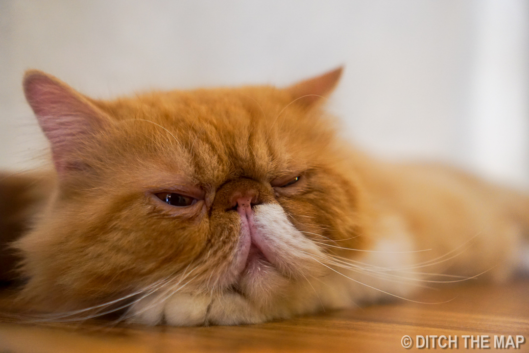 Visiting a Cat Cafe in Georgetown, Malaysia