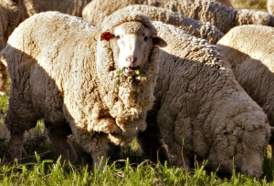 Merino Sheep