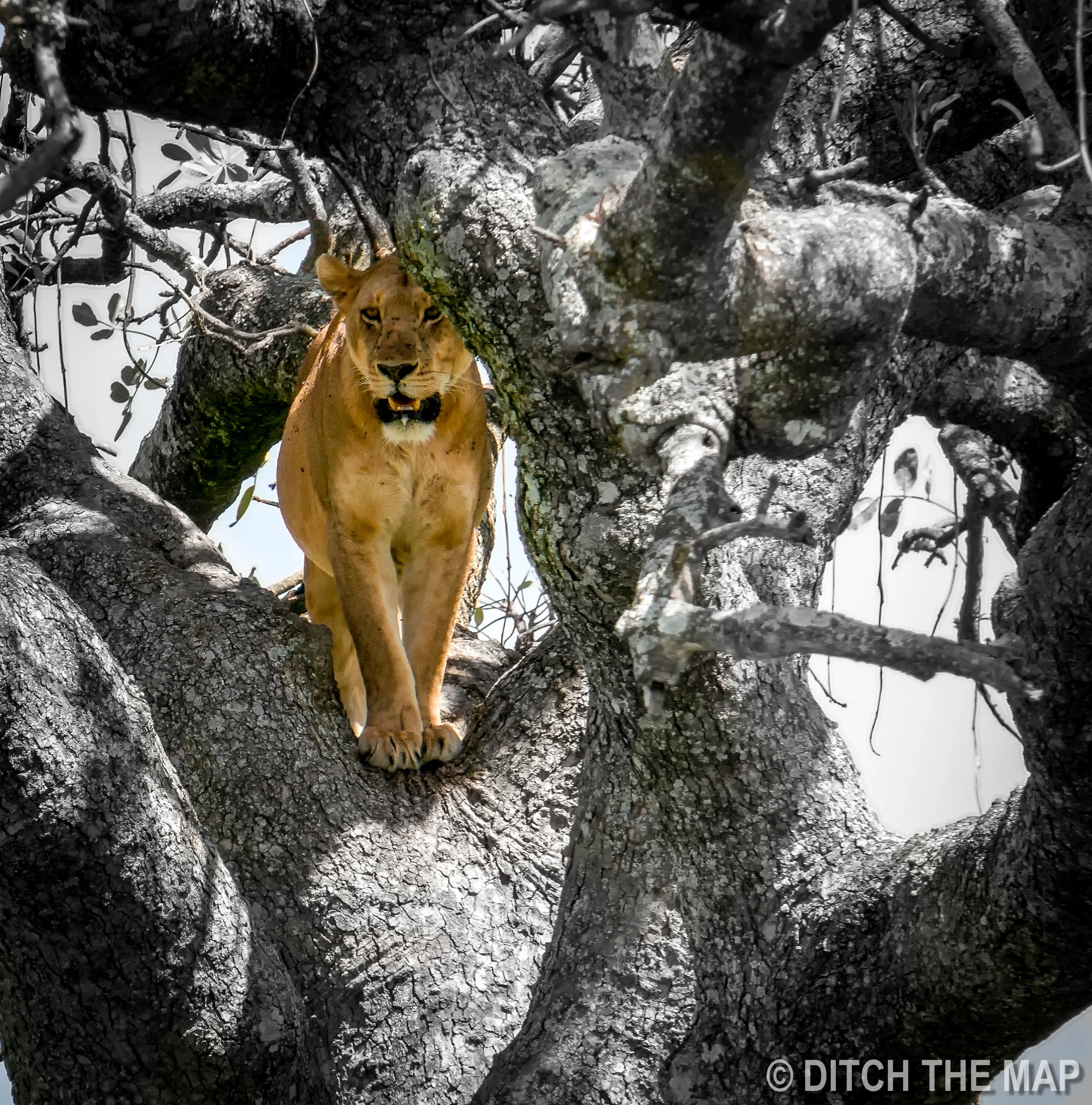 Lion in a tree