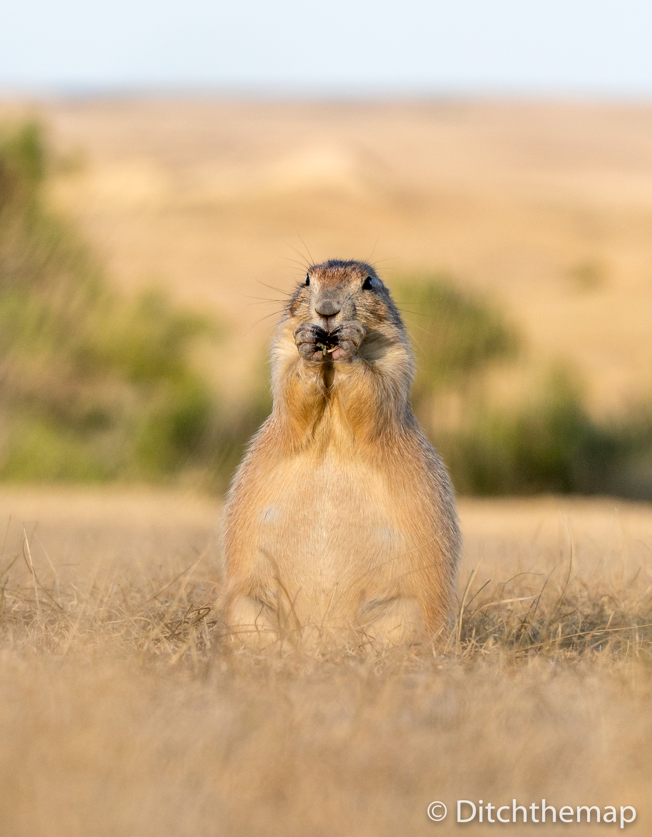 Prarie Dogs in South Dakota's Badlands