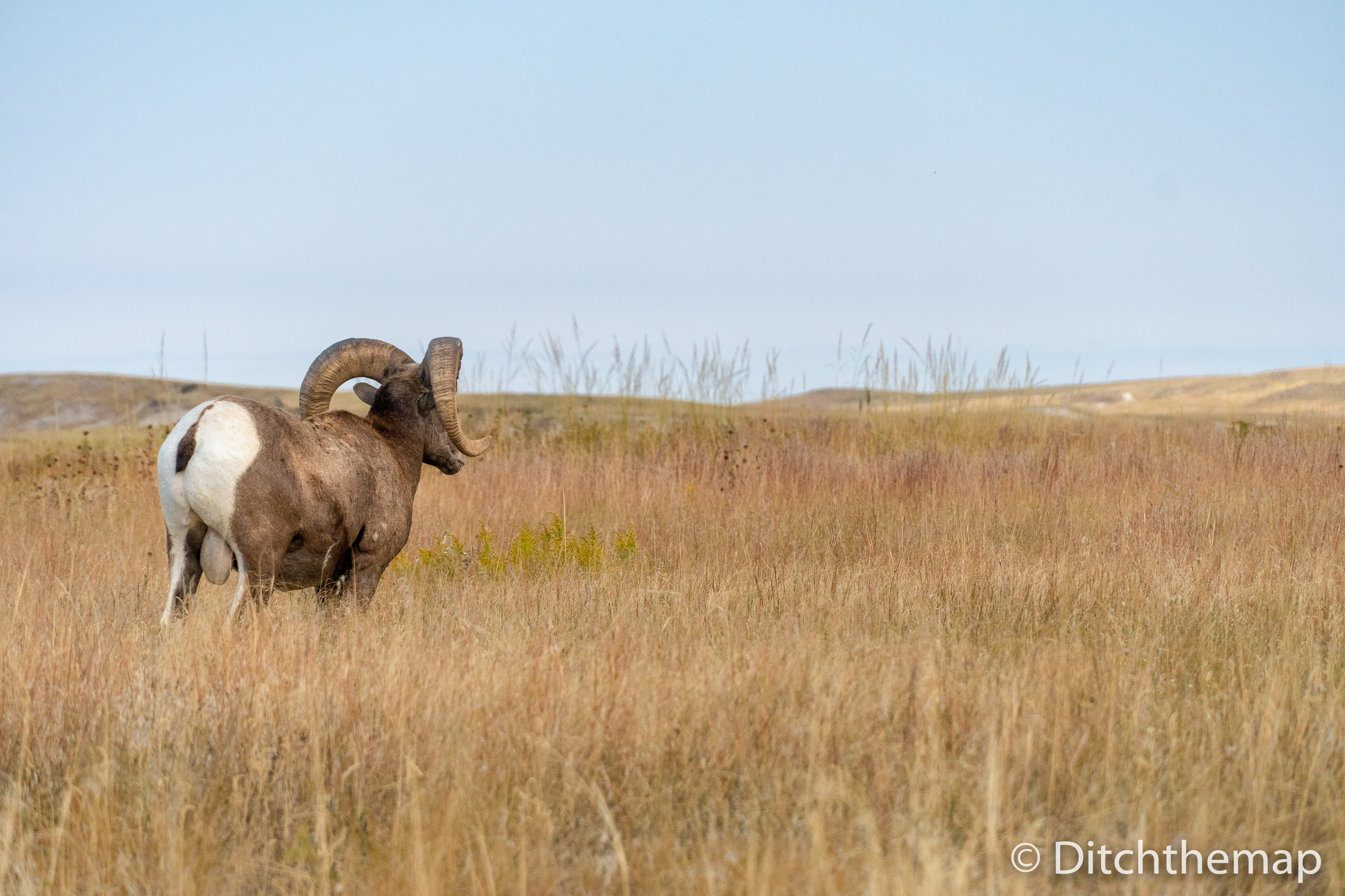 Bighorn Deer in the Badlands Praries in South Sheep