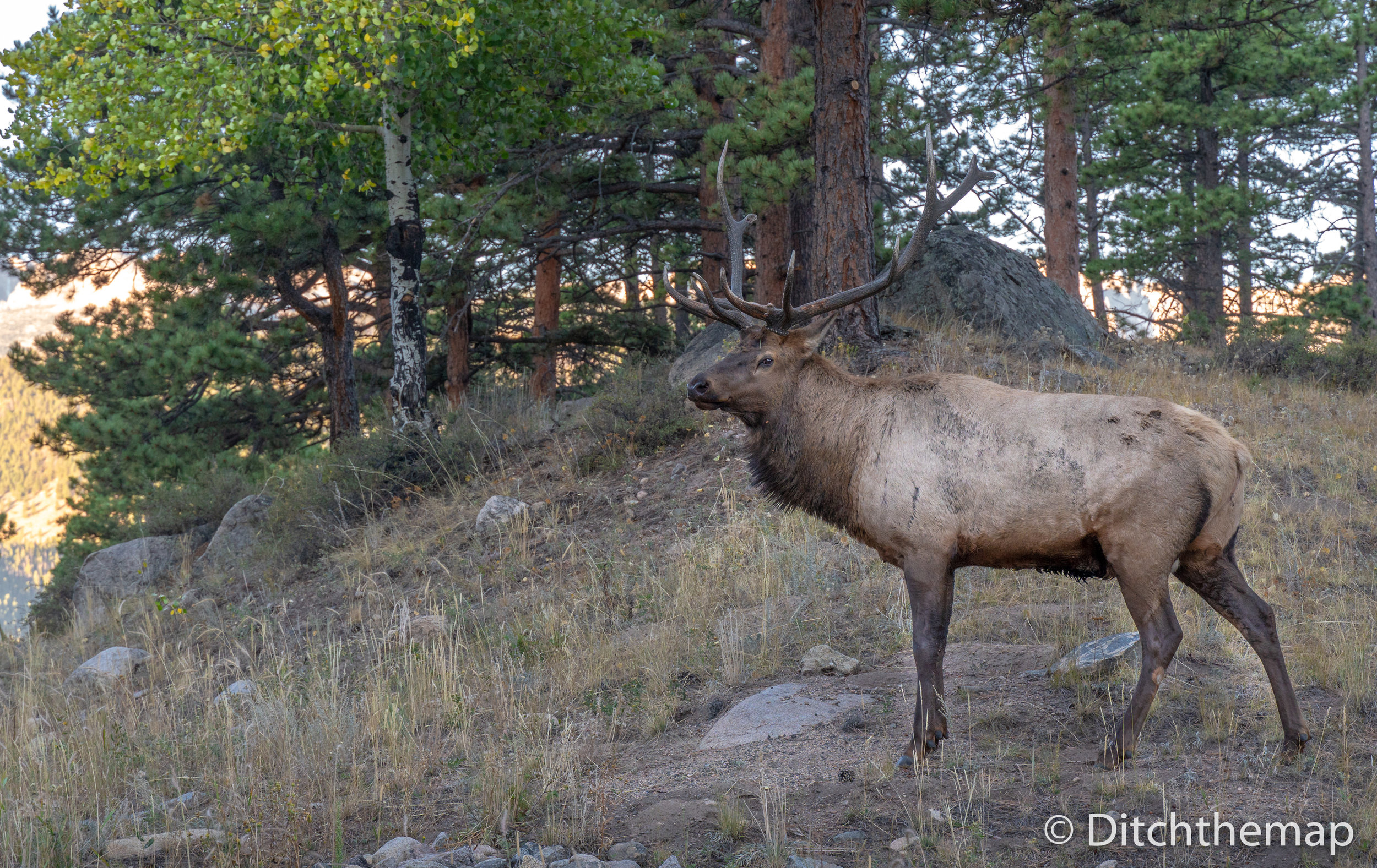 Large Elk in the Rocky Mountain National Park